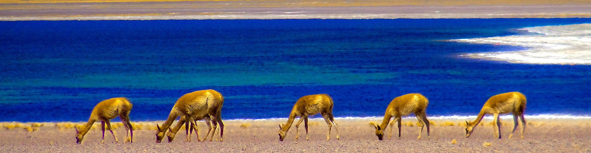Free Guanucos and Alpacas - Miscanti Lagoon - Atacama